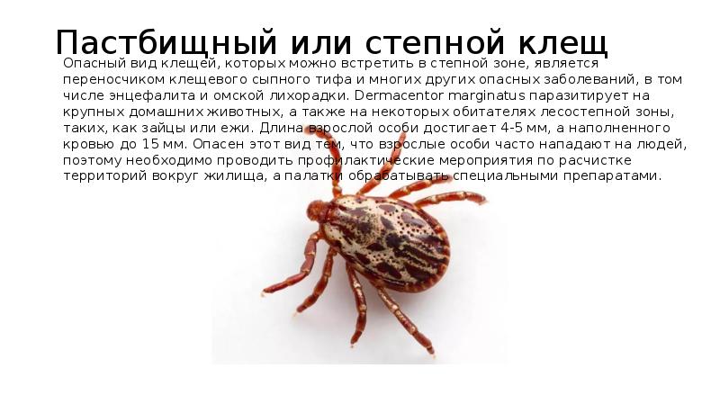 Клещ dermacentor marginatus | справочник пестициды.ru