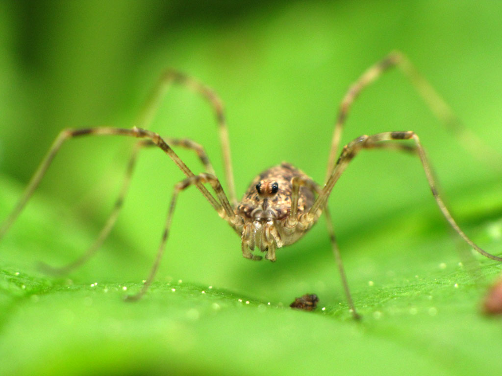 Кто такой – паук с длинными тонкими ножками, и чем он еще отличается от своих сородичей?