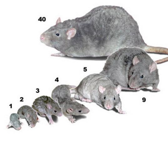 Декоративные крысы - какую породу выбрать?