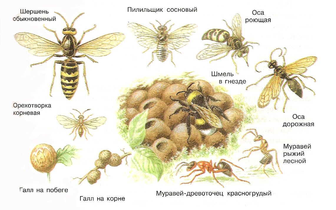 Пилильщики настоящие | справочник пестициды.ru