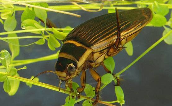 Личинка стрекозы: название, внешний вид и места обитания