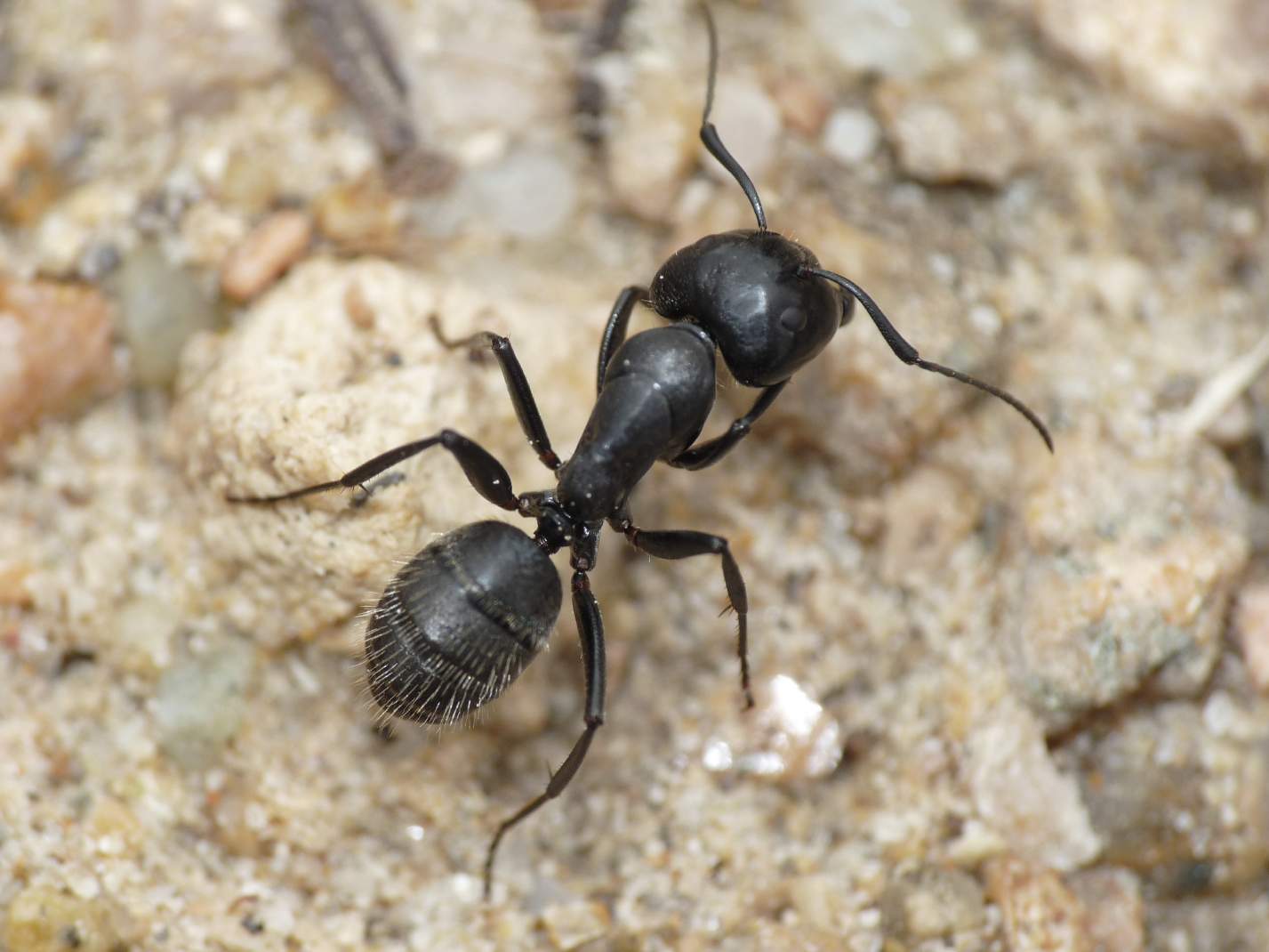 Распространённые виды муравьёв в россии