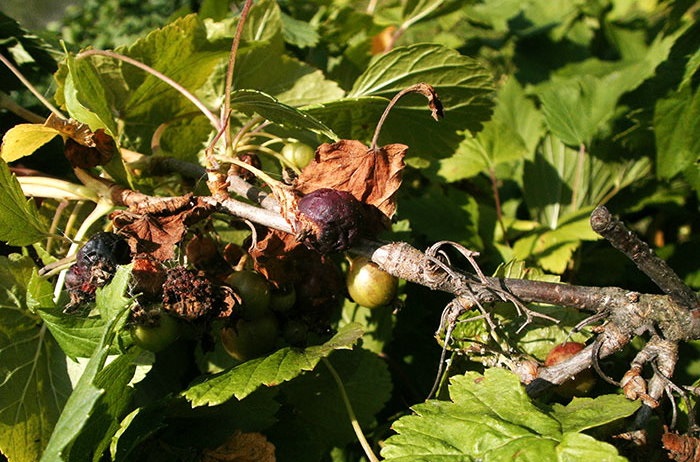 Гусеницы на крыжовнике объели листья — как бороться, можно ли спасти кусты и урожай