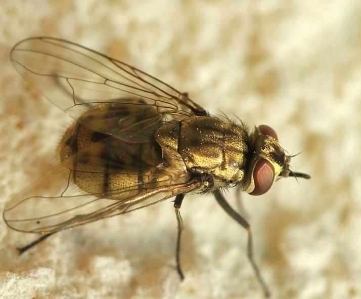 Кусачие мухи – кто они? почему мухи кусают людей и животных?