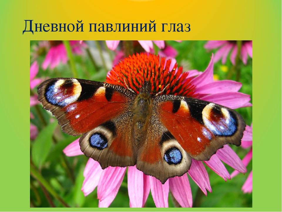 Бабочка дневной павлиний глаз: описание и фото. павлиний глаз бабочка. образ жизни и среда обитания бабочки павлиний глаз