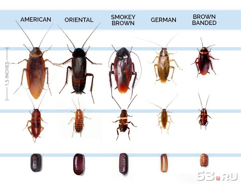 Куда пропали тараканы научные, бытовые и конспирологические версии
