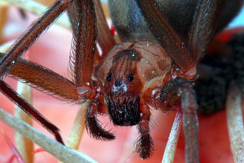 Самые большие и опасные пауки в мире: разъясняем со всех сторон