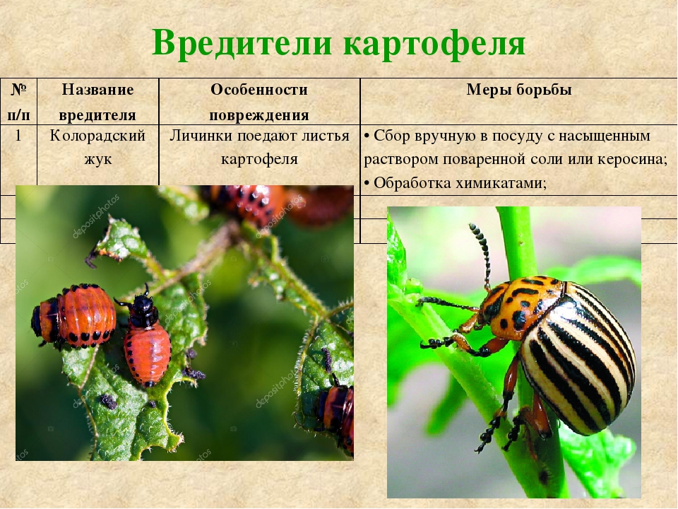 Жуки ? описание отряда насекомых, их особенности строения, виды