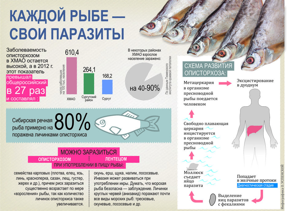 Мифы и паразиты: чем опасна речная и морская рыба - жизнь - info.sibnet.ru