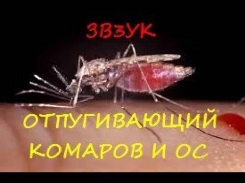 Звуки для отпугивания комаров