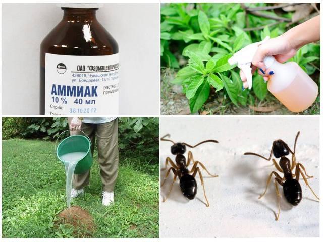 Как избавиться от муравьев на даче: несколько способов