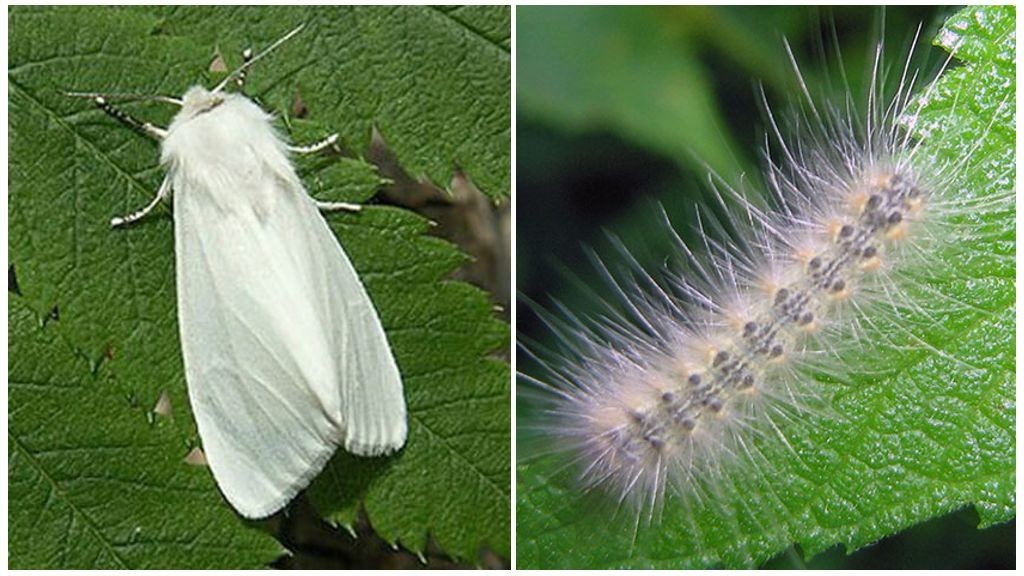 Американская белая бабочка - описание, места обитания и методы борьбы