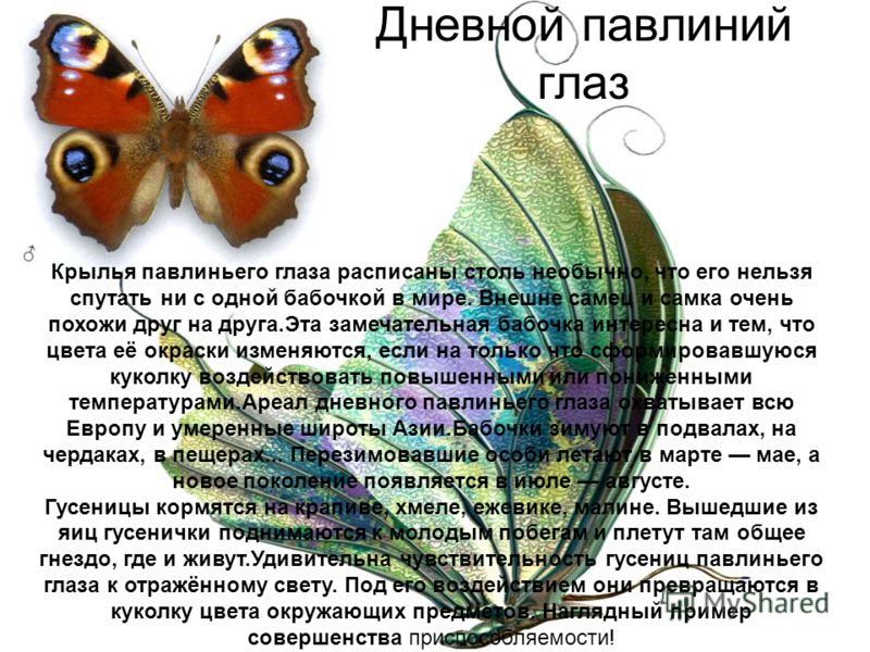 Бабочка павлиний глаз: как выглядит и чем питается?