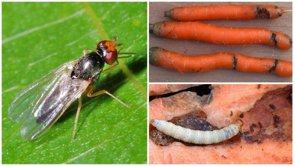 Морковная муха как с ней бороться: народные средства, чем полить, чем обработать