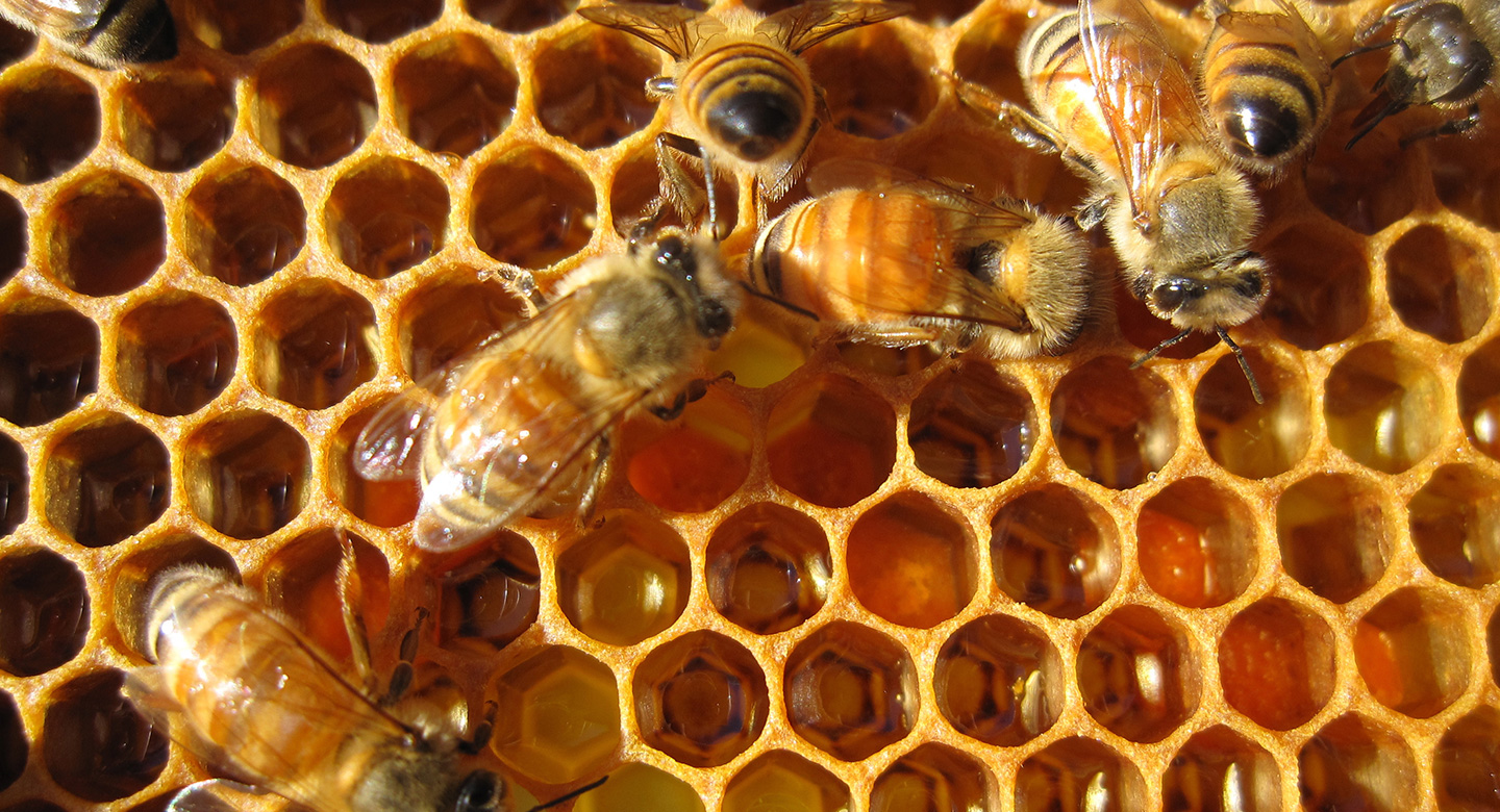 Производят ли осы мед