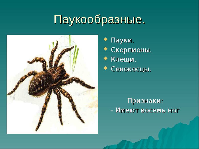 Пауки и скорпионы — ядовитые представители класса паукообразных
