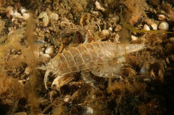 Морские тараканы: описание, особенности, фото