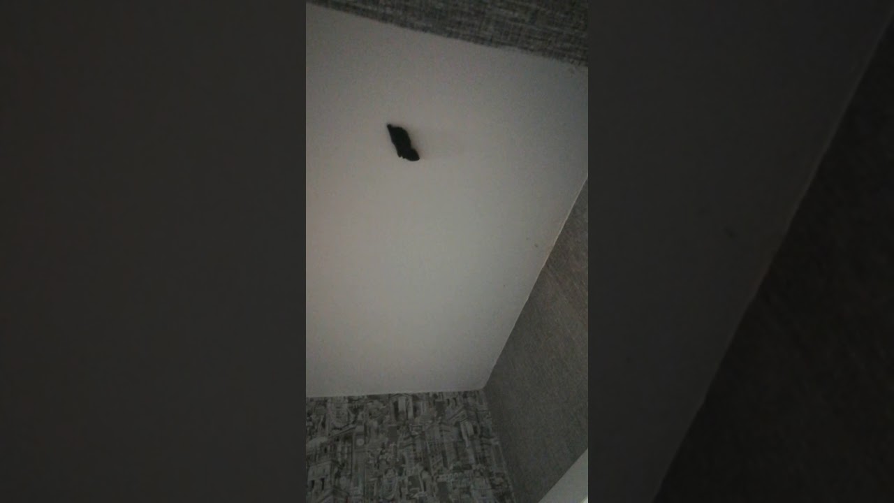 Как избавиться от мышей в натяжном потолке