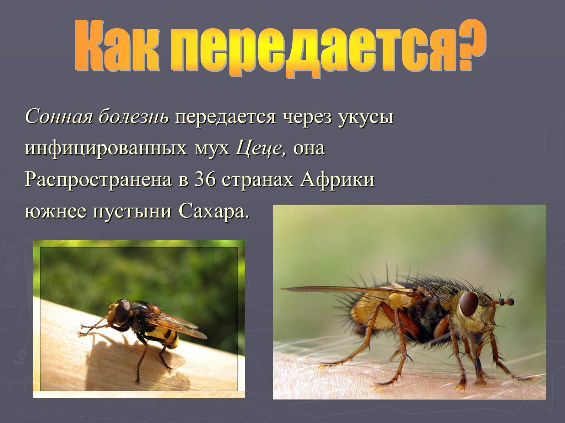 6 фактов о мухе цеце: справка, виды, опасность, интересные факты