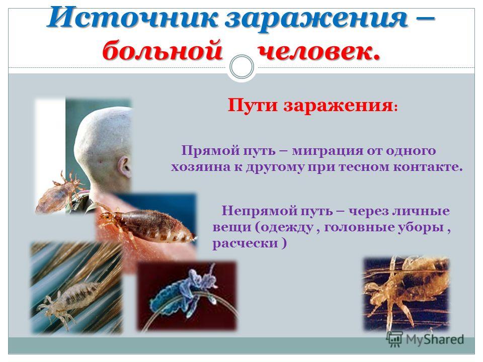 Педикулез у детей: какие средства самые эффективные для лечения – эл клиника
