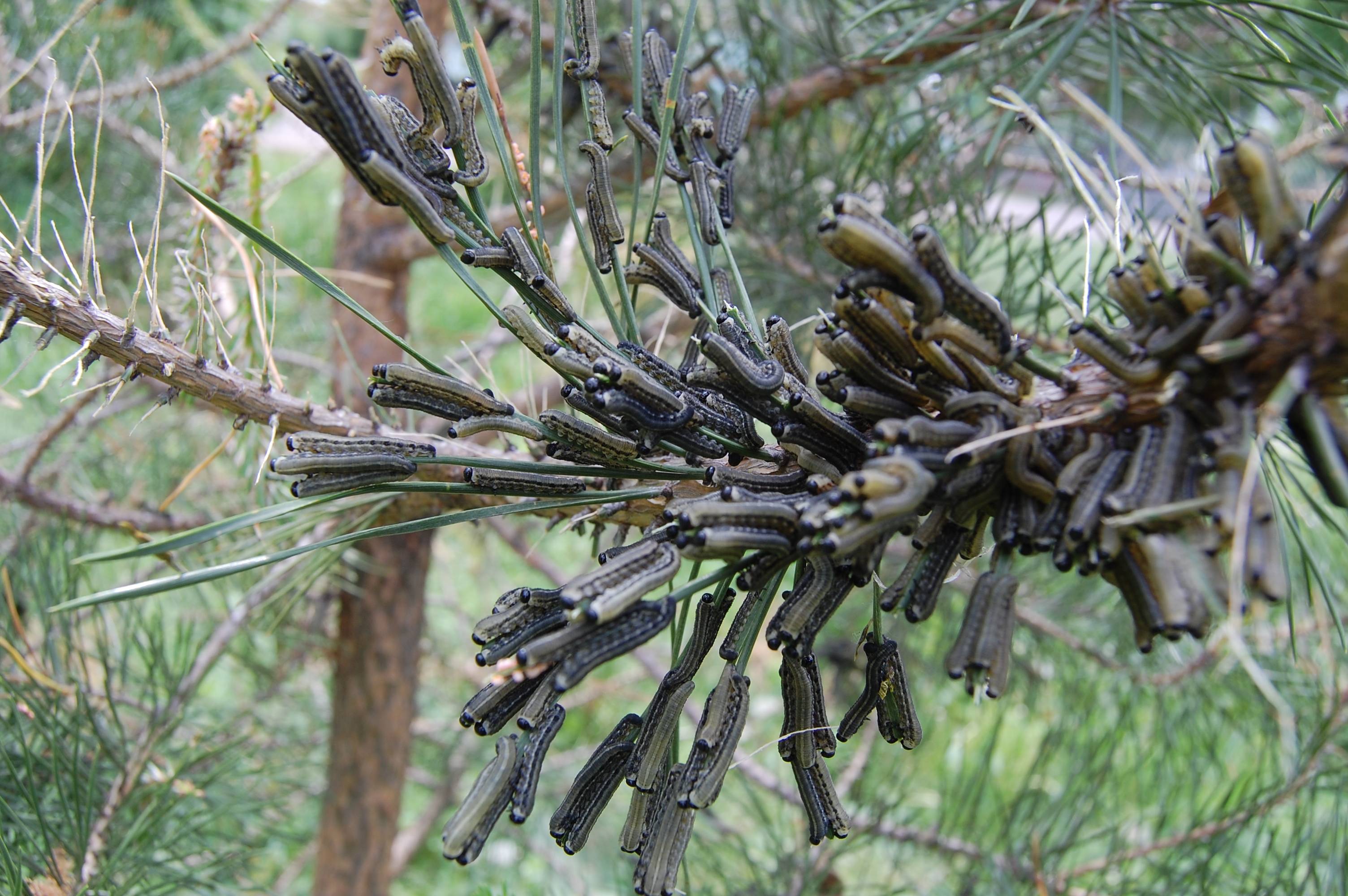 Чем опрыскать хвойные деревья от гусениц: эффективные народные средства и препараты