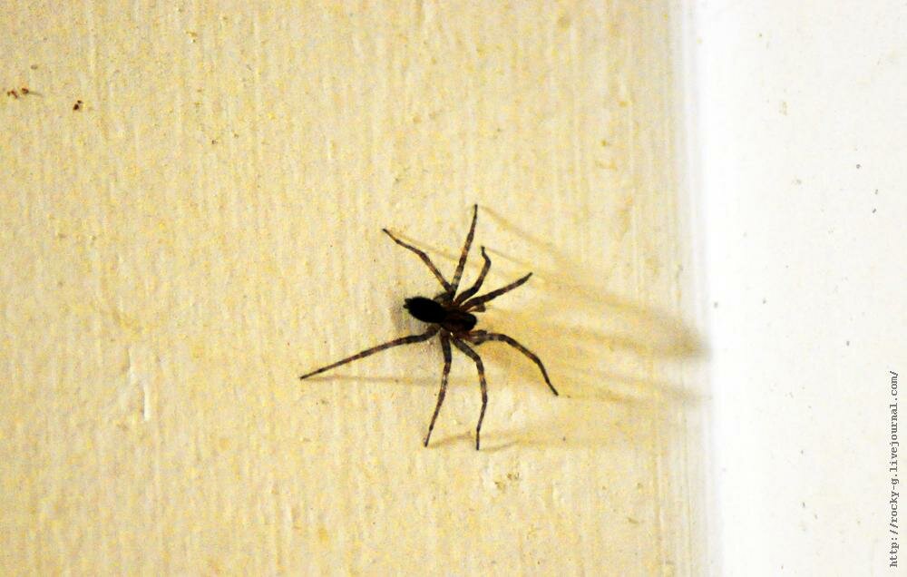 Черные маленькие пауки в доме фото и названия