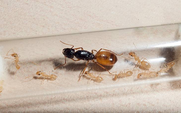Как избавиться от желтых муравьев в квартире навсегда