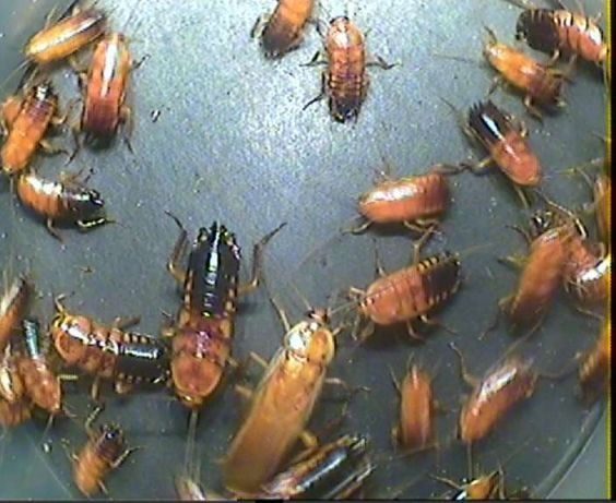 Туркменский таракан: выращивание насекомого в домашних условиях