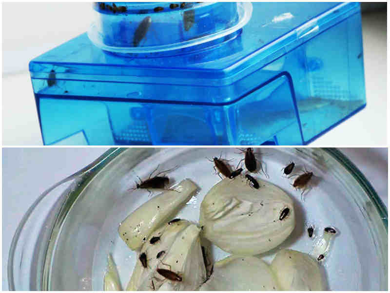 Ловушки для тараканов: клеевые, электрические, инсектицидные, обзор популярных марок, как сделать своими руками русский фермер