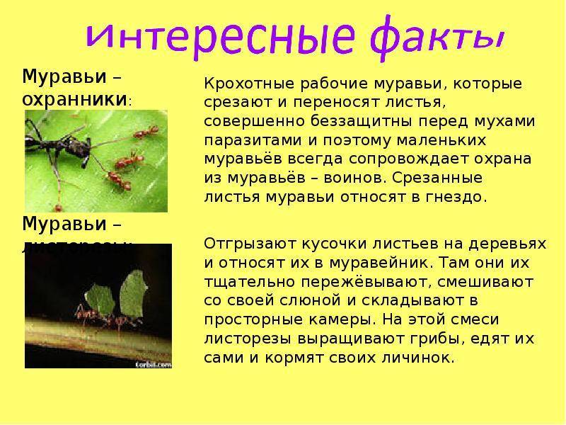 Самые интересные факты о муравьях :: syl.ru