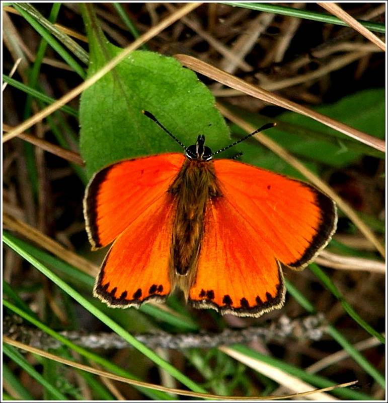 Бражник глазчатый – фото и описание необычной бабочки