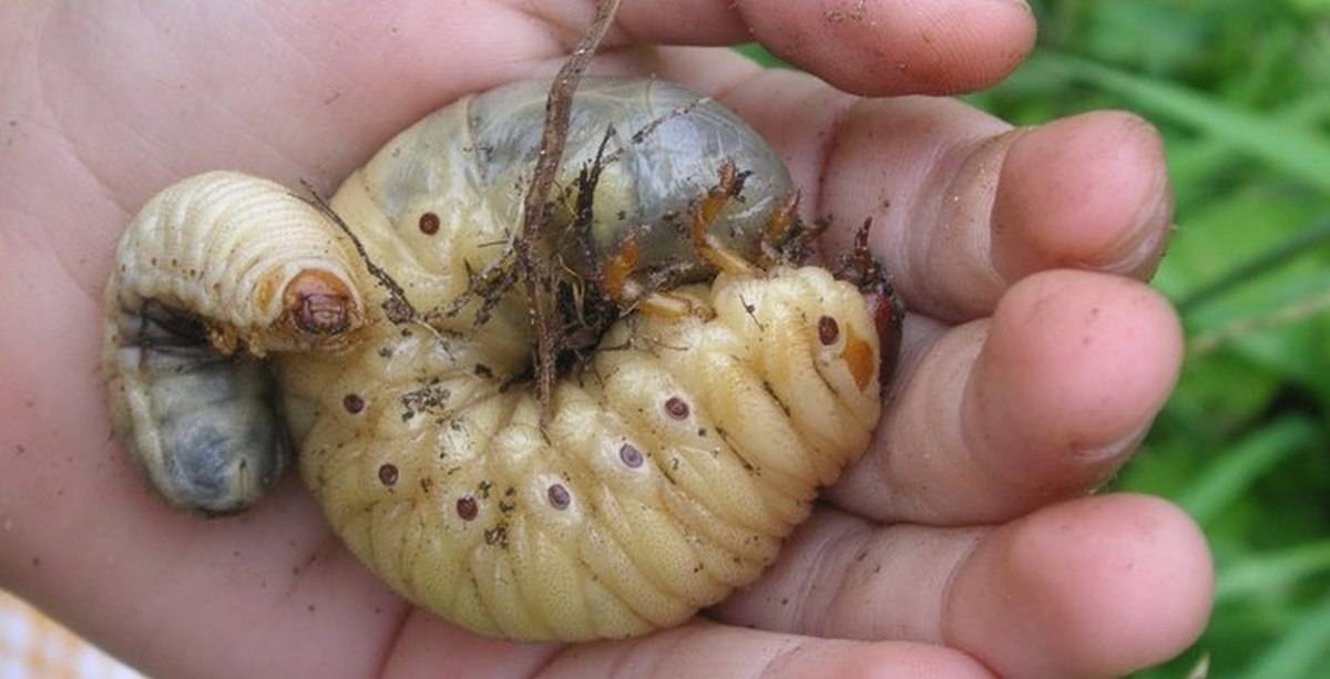 Личинка майского жука - как выглядит на фото, как отличить от медведки? русский фермер