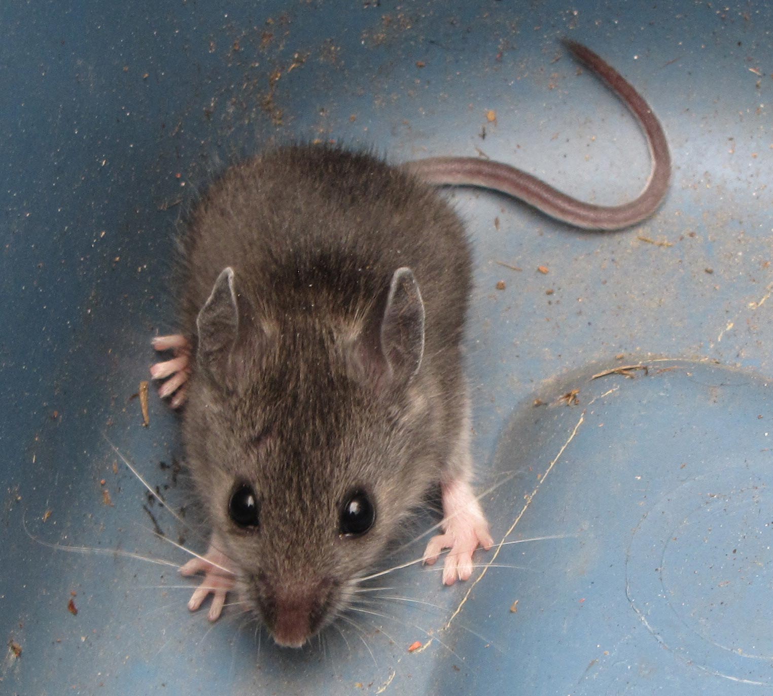 Мышь - виды, чем питаются, сколько живут, где живут, описание