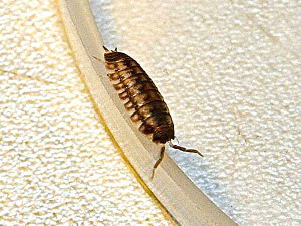 Мокрица: насекомое в квартире, как избавиться