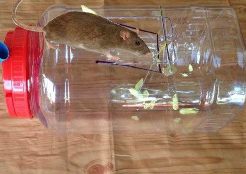 Избавиться от мышей в частном доме: эффективные методы 2021