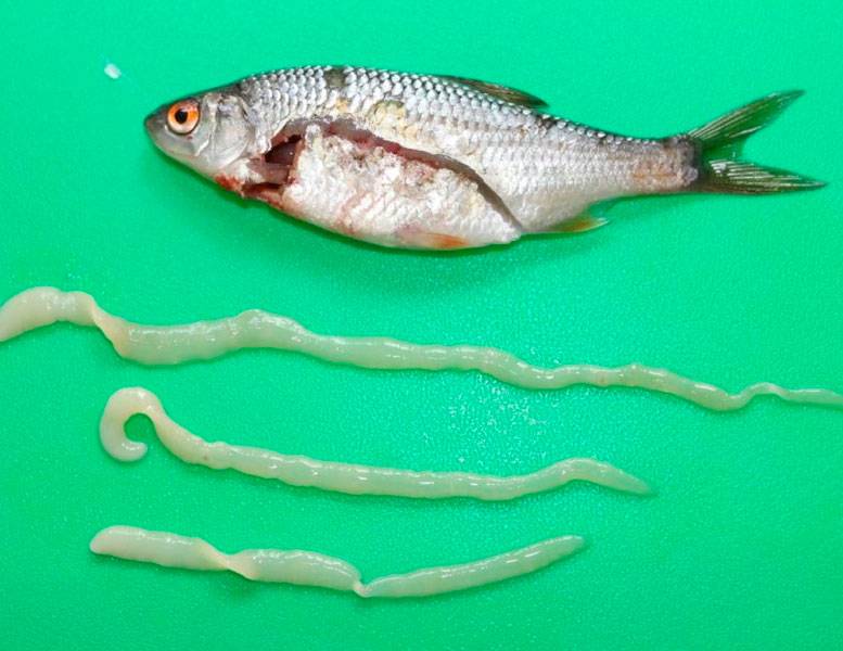 Солитёрный лещ: можно ли есть такую рыбу, как определить солитёра, как выглядит ленточный червь, фото, чем опасен для человека
