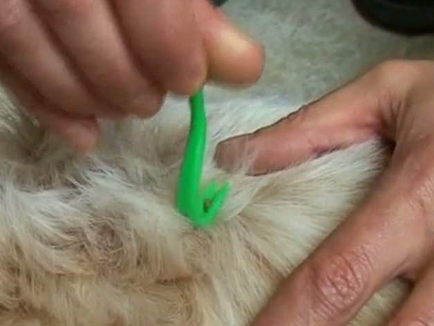 Как вытащить клеща у кота - пошаговая инструкция по извлечению, инструменты и обработка места укуса