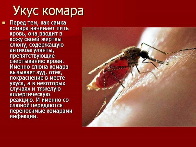Аллергия на укус комаров у детей и взрослых: симптомы и лечение