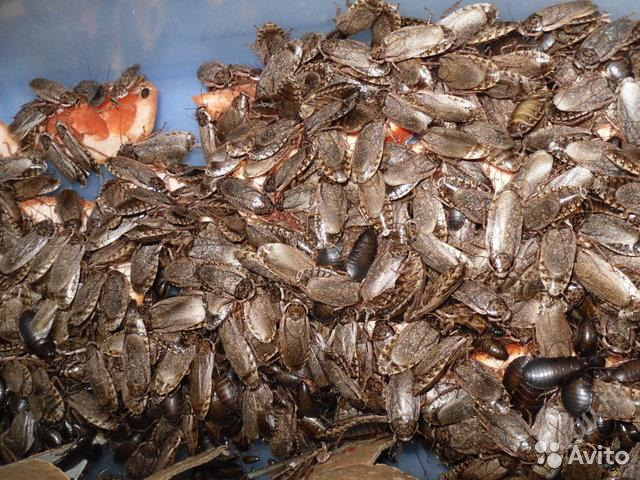 Аргентинский таракан: неприхотливый питомец или полезный корм?