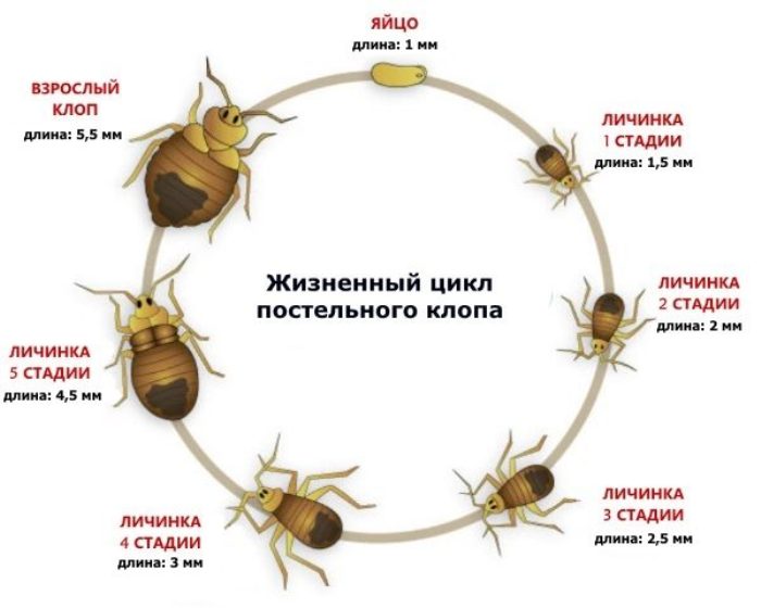 Как размножаются тараканы домашние в квартире