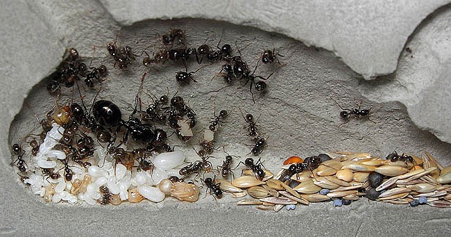 Сколько живет муравей