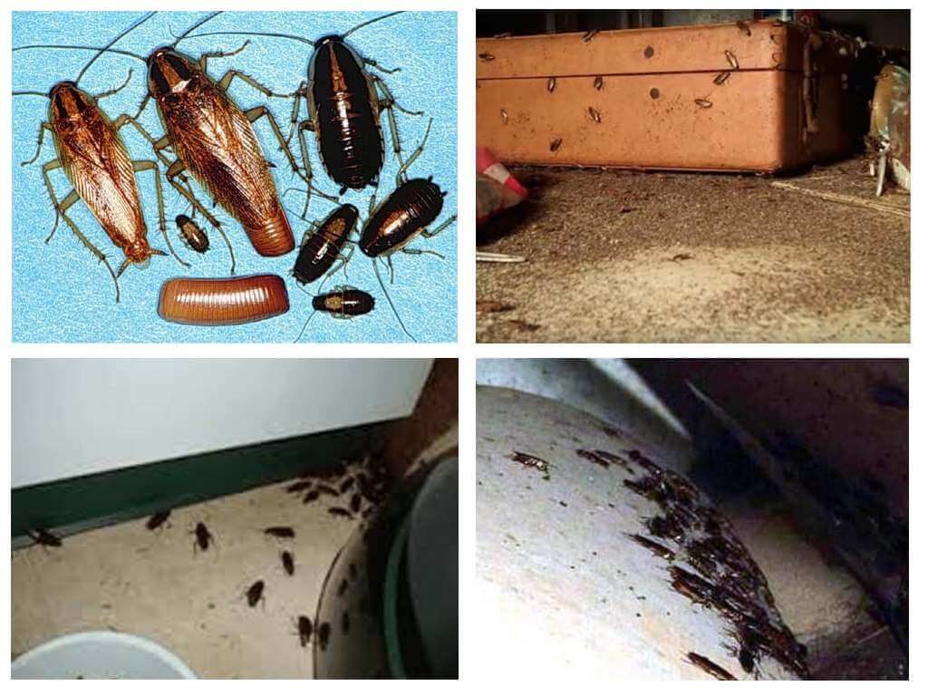 Что делать, если у вас тараканы в холодильнике, как их вытравить оттуда?