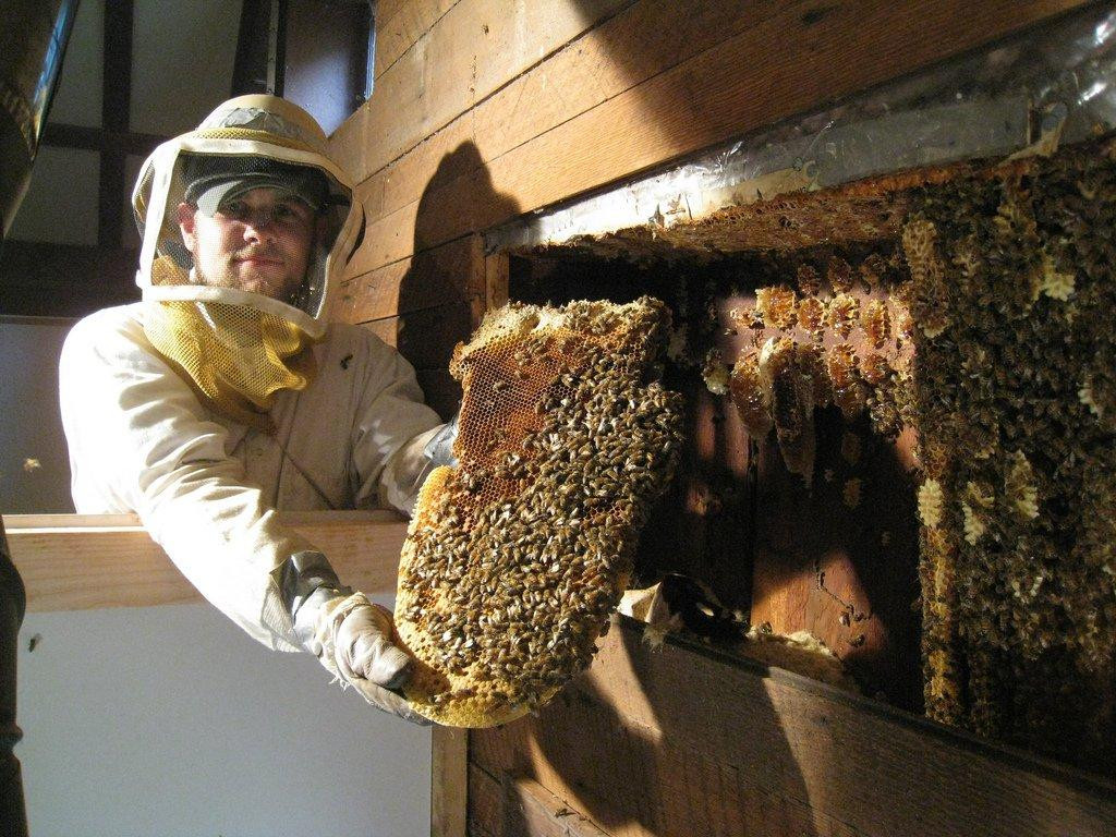 Защита от пчел дома и на даче
