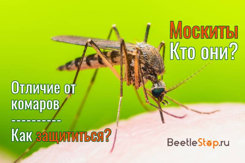 Москиты – фото и описание насекомого