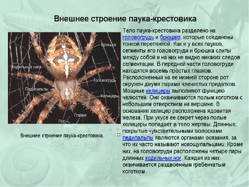 Класс паукообразные – паук-крестовик, строение и особенности поведения