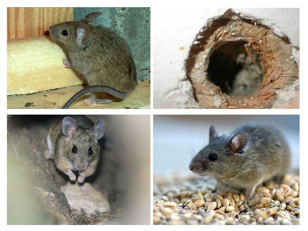 Мышь – описание, виды, где обитает, чем питается, фото