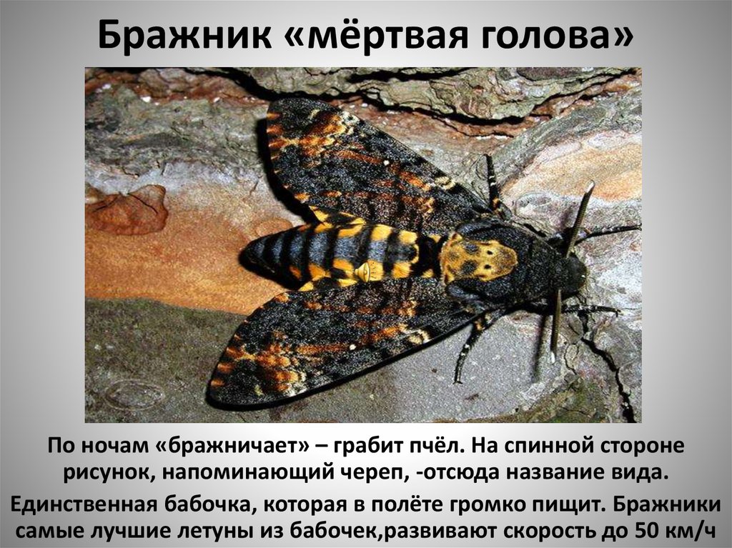 Бабочка мертвая голова из семейства бражников, фото с черепом на спине