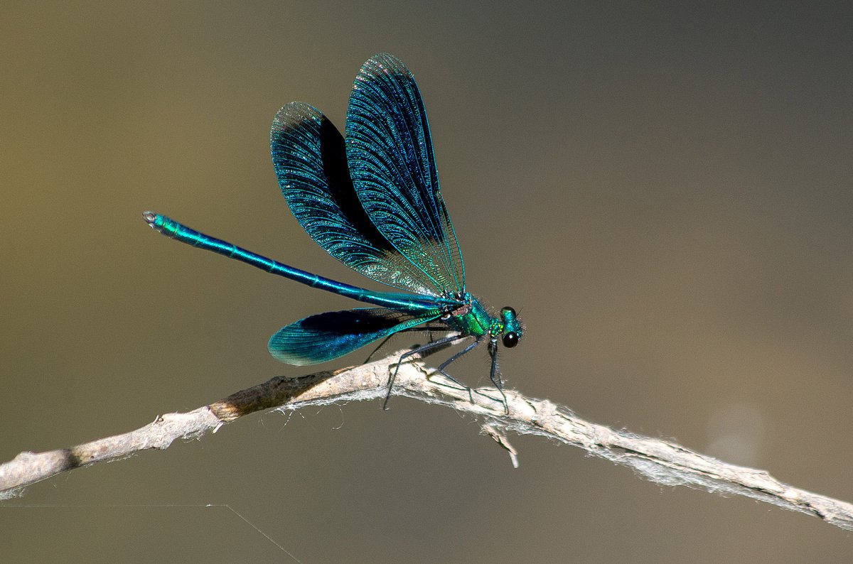 Стрекоза - 99 фото очень красивого летающего хищного насекомого