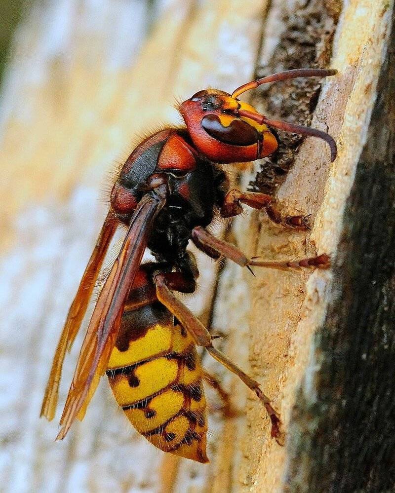 Жизнь матки осы: как выглядит оса-королева и в чем ее задача. как выглядит матка шершня, цикл развития