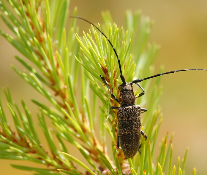 Самый большой жук дровосек-титан, геркулес или большезуб
